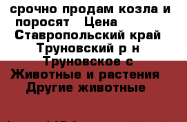 срочно продам козла и поросят › Цена ­ 2 700 - Ставропольский край, Труновский р-н, Труновское с. Животные и растения » Другие животные   